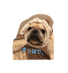 ガル フレンチブルドッグ（個別スタンプ：3）