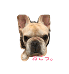 ガル フレンチブルドッグ（個別スタンプ：16）