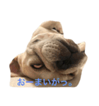 ガル フレンチブルドッグ（個別スタンプ：19）