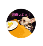 ガル フレンチブルドッグ（個別スタンプ：39）