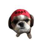 シーズー犬の麦ちゃんと天くんです！（個別スタンプ：1）