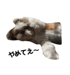 シーズー犬の麦ちゃんと天くんです！（個別スタンプ：2）