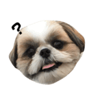 シーズー犬の麦ちゃんと天くんです！（個別スタンプ：3）