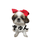 シーズー犬の麦ちゃんと天くんです！（個別スタンプ：4）