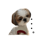 シーズー犬の麦ちゃんと天くんです！（個別スタンプ：5）