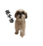 シーズー犬の麦ちゃんと天くんです！（個別スタンプ：6）