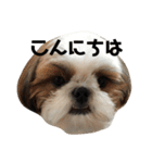 シーズー犬の麦ちゃんと天くんです！（個別スタンプ：7）
