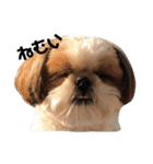シーズー犬の麦ちゃんと天くんです！（個別スタンプ：8）