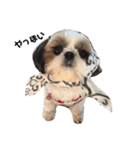 シーズー犬の麦ちゃんと天くんです！（個別スタンプ：9）