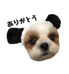 シーズー犬の麦ちゃんと天くんです！（個別スタンプ：10）