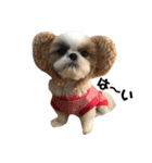 シーズー犬の麦ちゃんと天くんです！（個別スタンプ：11）