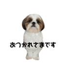 シーズー犬の麦ちゃんと天くんです！（個別スタンプ：12）