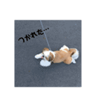 シーズー犬の麦ちゃんと天くんです！（個別スタンプ：14）