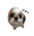 シーズー犬の麦ちゃんと天くんです！（個別スタンプ：15）