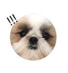 シーズー犬の麦ちゃんと天くんです！（個別スタンプ：16）