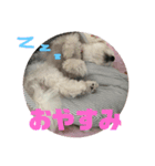 マルチーズまる  毎日がまる曜日（個別スタンプ：6）