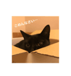 しろきちとくろたろう（個別スタンプ：6）