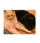 しろきちとくろたろう（個別スタンプ：7）