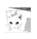 ぶさねこたち（個別スタンプ：2）