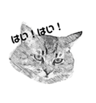ぶさねこたち（個別スタンプ：4）
