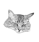ぶさねこたち（個別スタンプ：7）