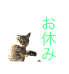 猫 メイ ひまやん（個別スタンプ：5）