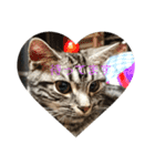 仲良し猫たち（個別スタンプ：1）