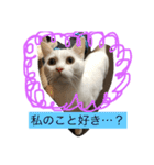 仲良し猫たち（個別スタンプ：2）
