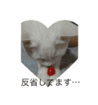 仲良し猫たち（個別スタンプ：3）