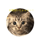 仲良し猫たち（個別スタンプ：4）