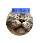 仲良し猫たち（個別スタンプ：5）
