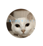 仲良し猫たち（個別スタンプ：6）