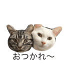 仲良し猫たち（個別スタンプ：7）