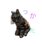 仲良し猫たち（個別スタンプ：8）