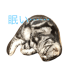 仲良し猫たち（個別スタンプ：9）