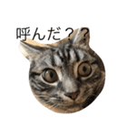 仲良し猫たち（個別スタンプ：10）