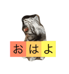 仲良し猫たち（個別スタンプ：11）