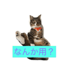仲良し猫たち（個別スタンプ：12）