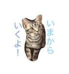 仲良し猫たち（個別スタンプ：13）