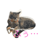 仲良し猫たち（個別スタンプ：14）