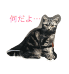 仲良し猫たち（個別スタンプ：15）