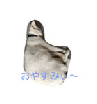 仲良し猫たち（個別スタンプ：16）