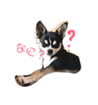 おじゃ丸・てつ丸です（個別スタンプ：1）
