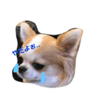 おじゃ丸・てつ丸です（個別スタンプ：16）