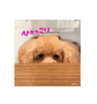 あひるのスタンプ（個別スタンプ：4）