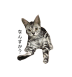 笑犬笑猫（個別スタンプ：1）