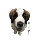 笑犬笑猫（個別スタンプ：2）