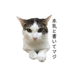 笑犬笑猫（個別スタンプ：3）
