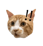 笑犬笑猫（個別スタンプ：4）