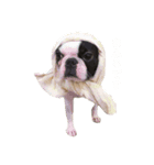 笑犬笑猫（個別スタンプ：5）